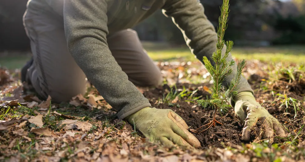 Planting a Tree, Growing a Legacy: A Small Act That Lasts for Generations